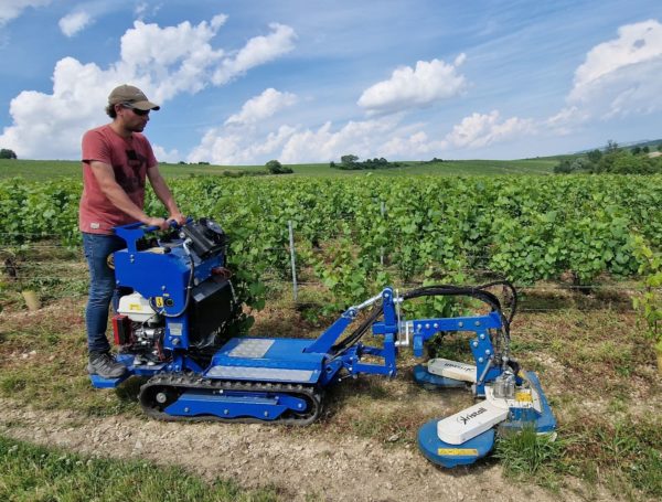 Tondeuse interceps Callisto en action dans les vignes